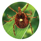 Lone Star Tick