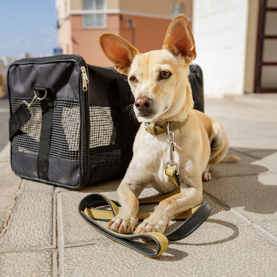 Dog laying next to it's carrier