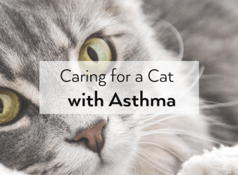 Caring for a Cat with Asthma