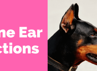 A Guide to Canine Ear Infections